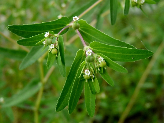 {Euphorbia nutans}